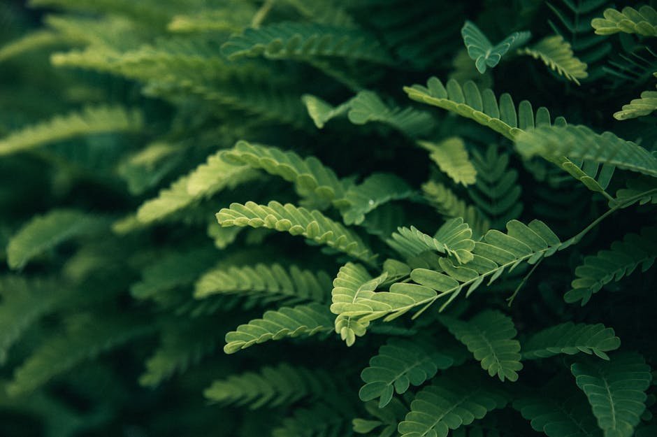 Detailed macro shot of vibrant green fern leaves in a lush garden setting.